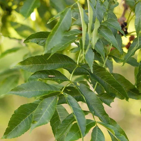 Zanthoxylum americanum