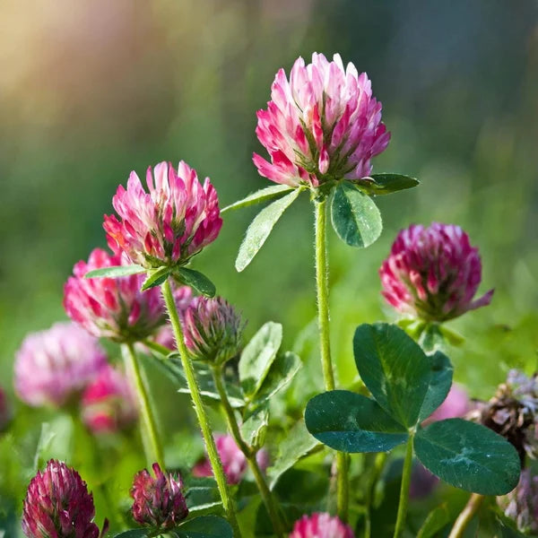 Trifolium pratense
